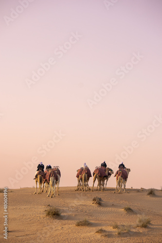 Camel Odyssey in the desert