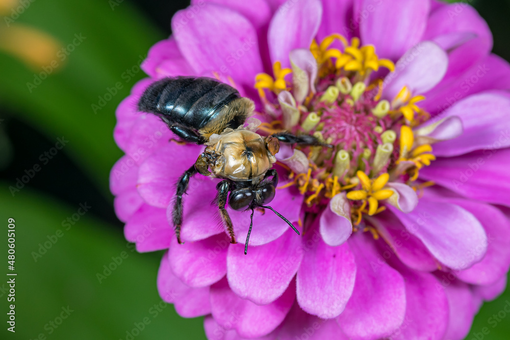 Sick Eastern Carpenter Bee infected with Deformed Wing Virus. Insect and wildlife conservation, habitat preservation, and backyard flower garden concept. Sick Eastern Carpenter Bee infected with Deformed Wing Virus. Insect and wildlife conservation, habitat preservation, and backyard flower garden concept.