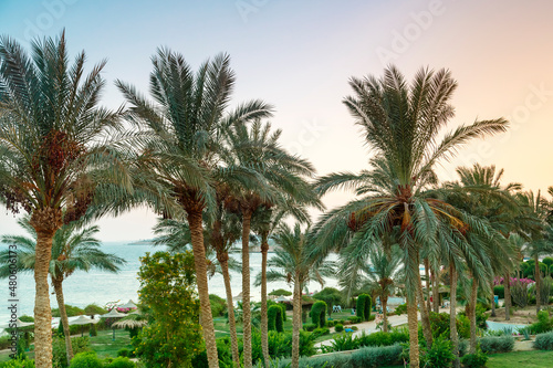 A landscape of date palms in the background of the sea and the shimmering purple sunset sky.