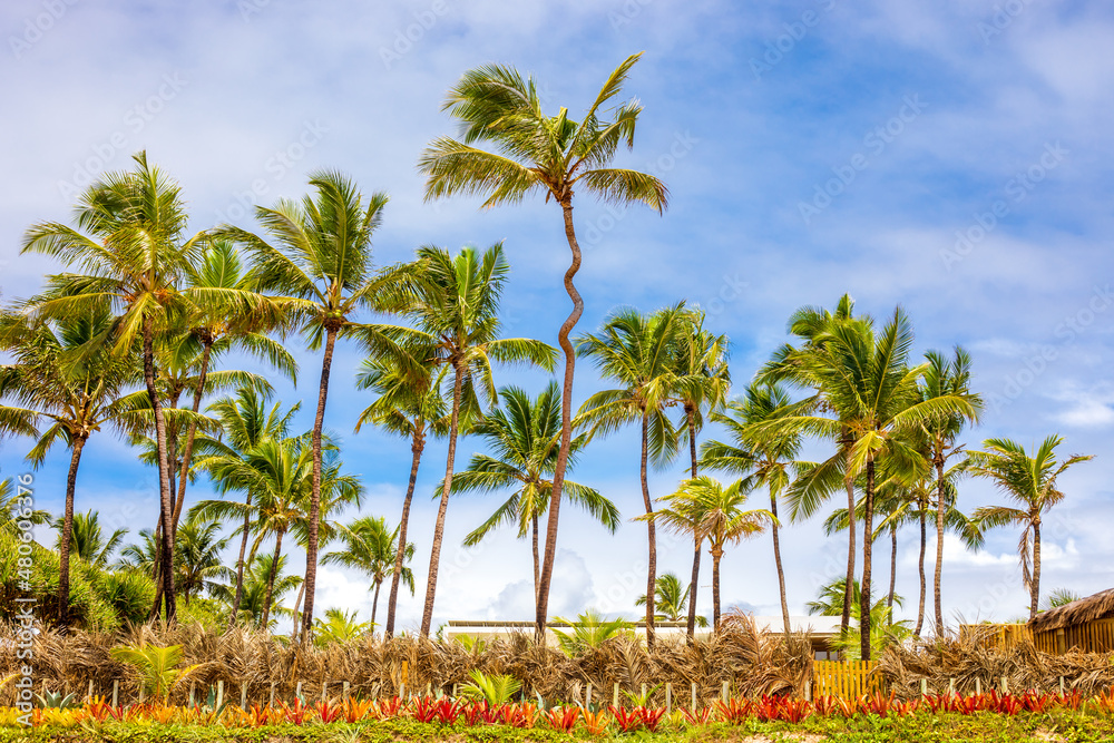 Coconut trees on the edge of Busca Vida beach