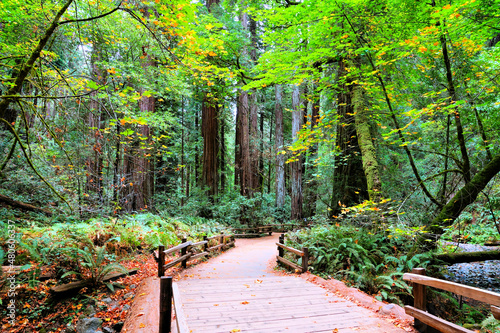 Footpath through the giant redwood trees of Muir Woods National Monument, California, USA