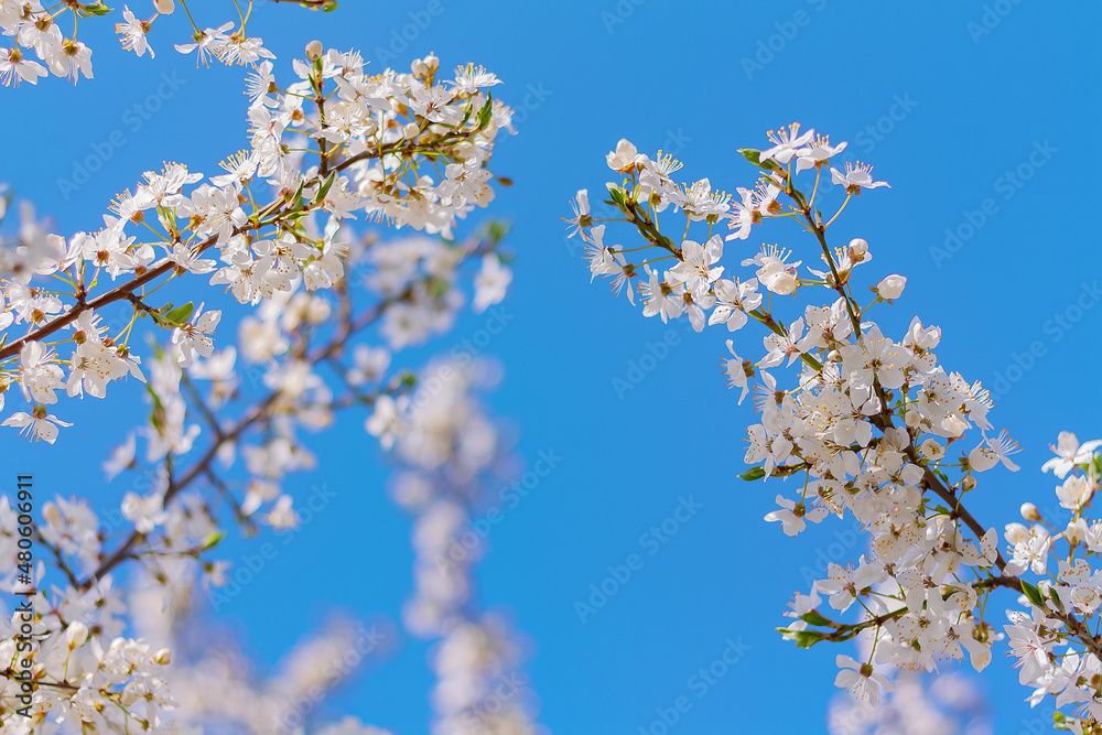 branches of a blossoming plum tree against the blue sky. spring natural background