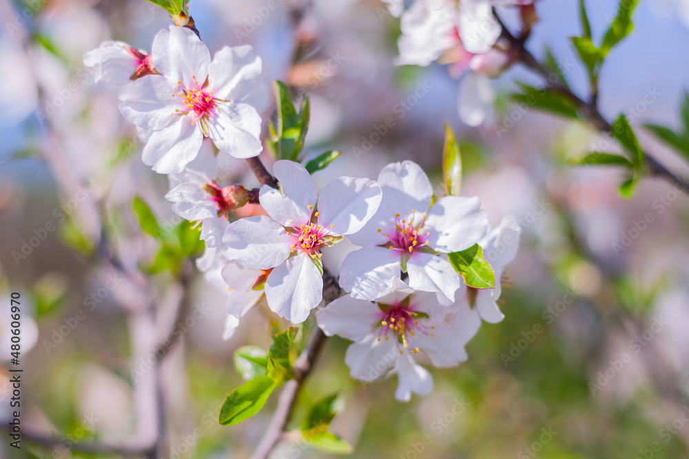 close-up branch of a flowering almond tree in the garden. spring bloom in nature close-up branch of a flowering almond tree in the garden. spring bloom in nature