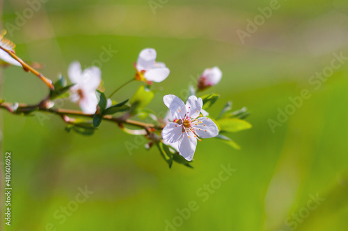 flowering branch of an almond tree close-up on a background of green grass. spring bloom in nature