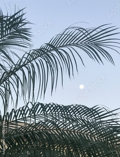 Moon palms 