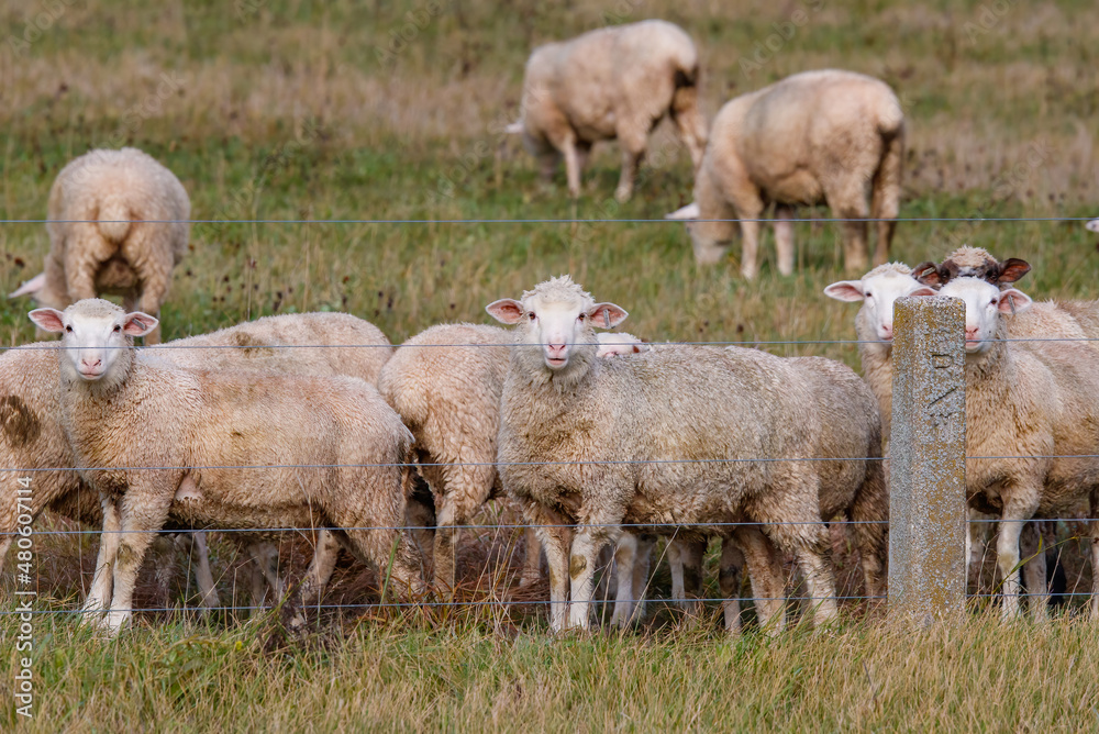 Fototapeta premium Sheep in pasture grazing grass