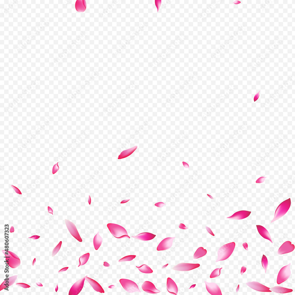 Pink Lotus Vector Transparent Background. Flower Pink Lotus Vector Transparent Background. Flower