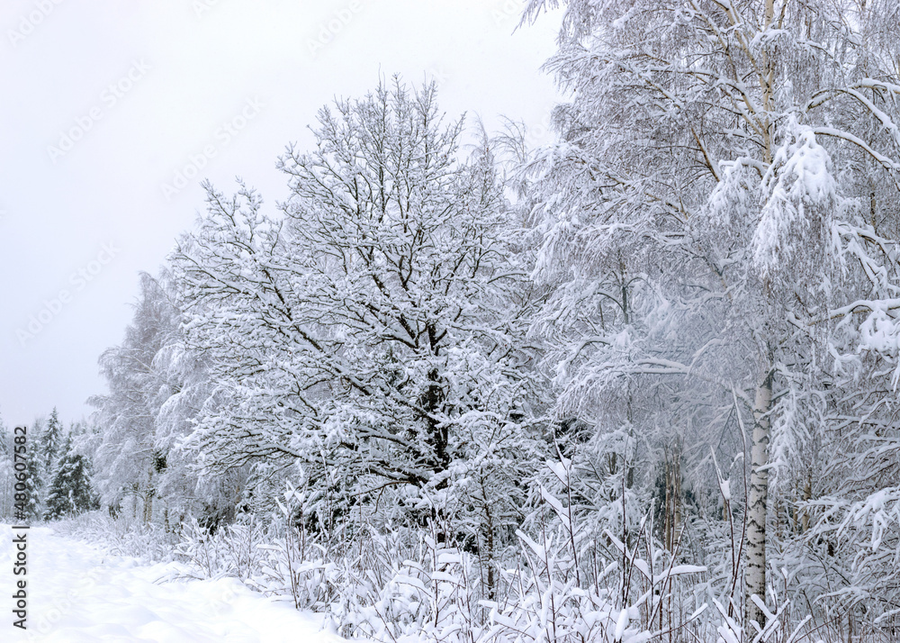 Scenic image of trees. Frosty day, calm winter scene. Great view of the wild, beautiful landscape in winter Scenic image of trees. Frosty day, calm winter scene. Great view of the wild, beautiful landscape in winter