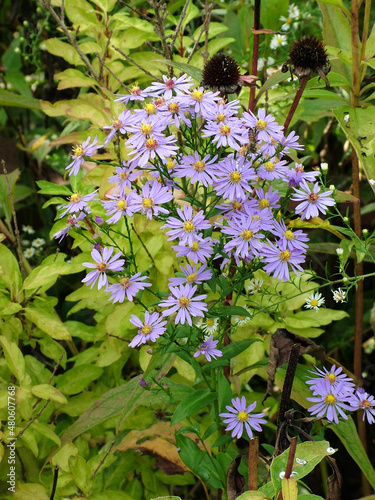The fall-flowering perennial wildflower Symphyotrichum laeve or Aster laevis (smooth aster) in bloom, with blue flowers, in a garden setting photo