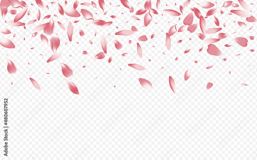 Pink Cherry Vector Transparent Background. Lotus Pink Cherry Vector Transparent Background. Lotus