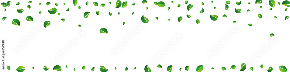 Olive Foliage Ecology Vector Panoramic White Olive Foliage Ecology Vector Panoramic White