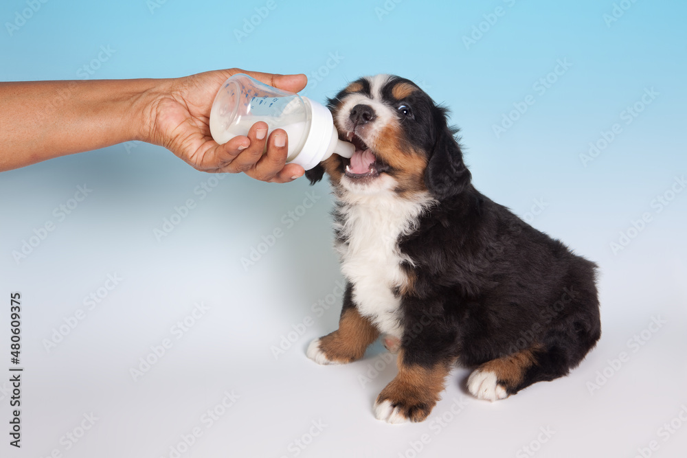 Dog drinking milk