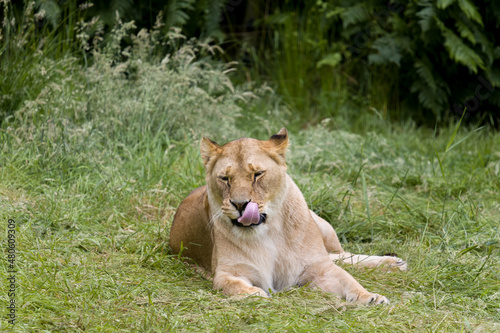 Licking African lioness