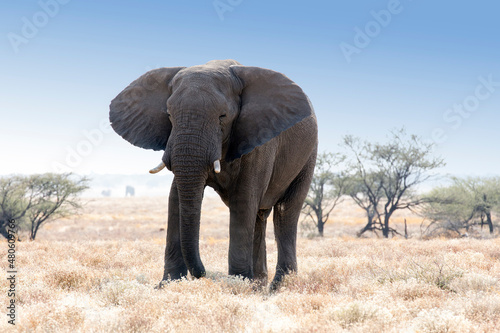 View of a big elephant