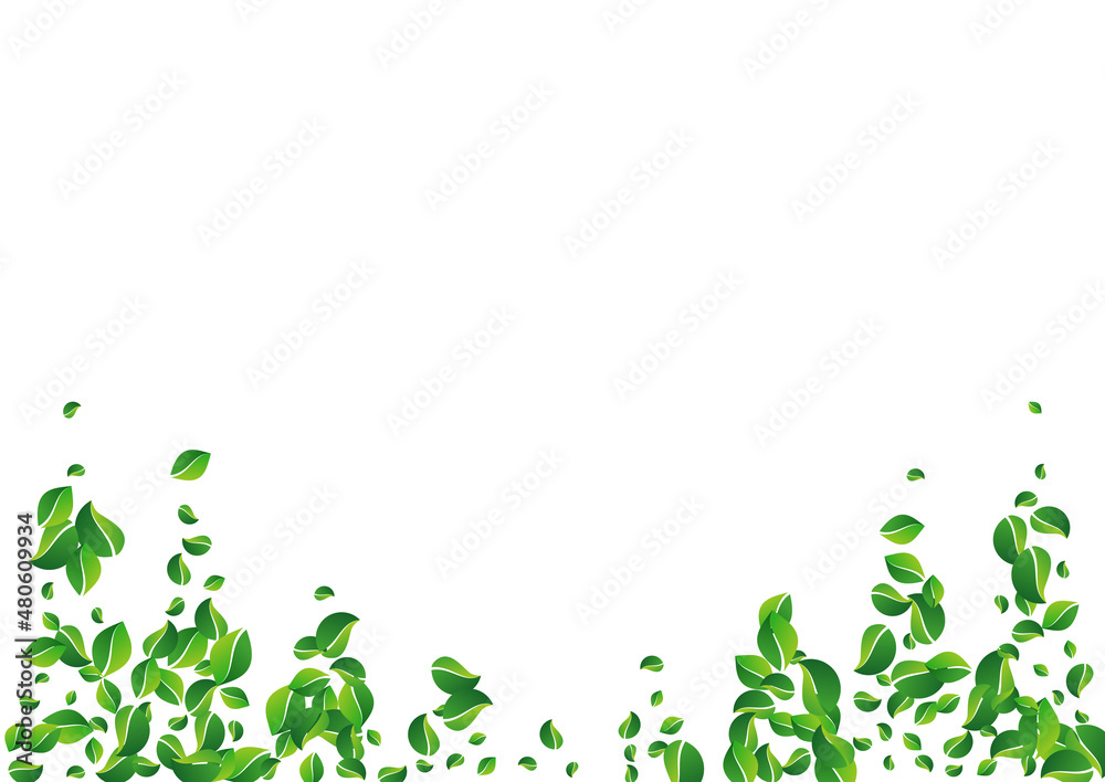 Olive Foliage Organic Vector White Background. Olive Foliage Organic Vector White Background.