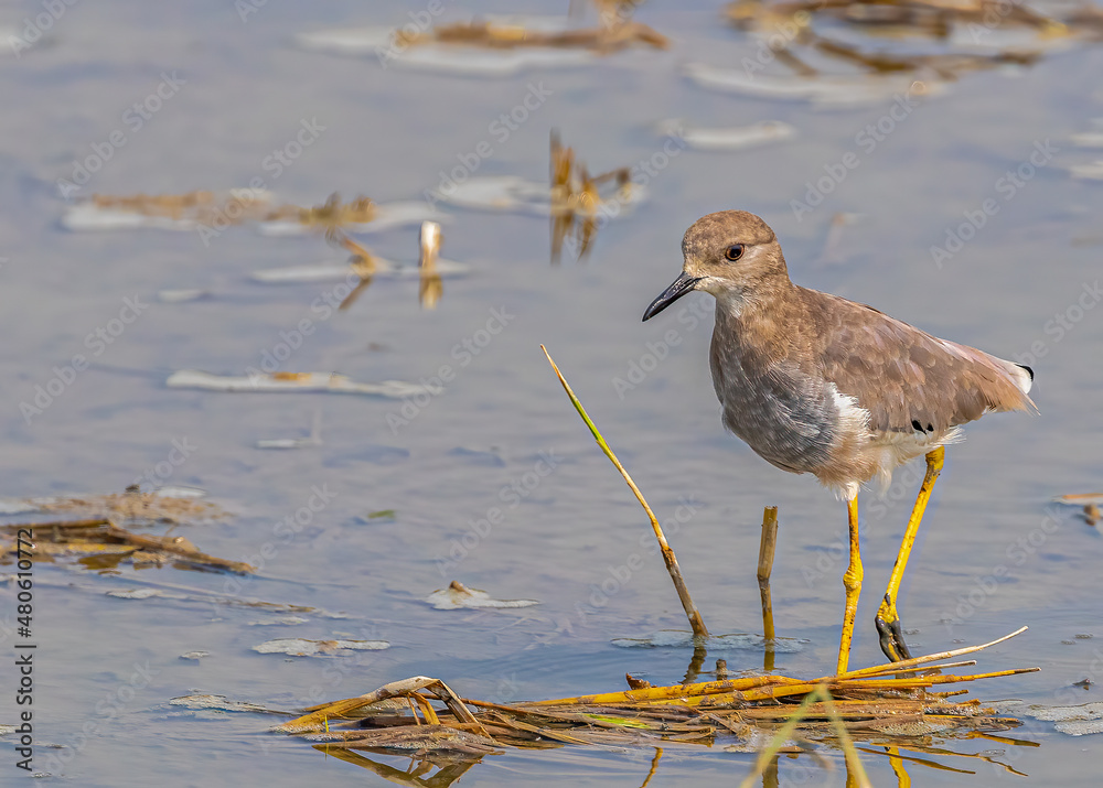 Fototapeta premium White Tail Lapwing in a lake