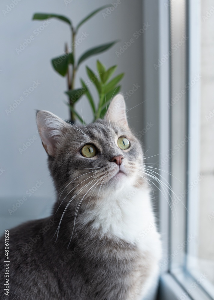 A gray cat is sitting on a white window sill by the window against a background of plants. Portrait of a cat.