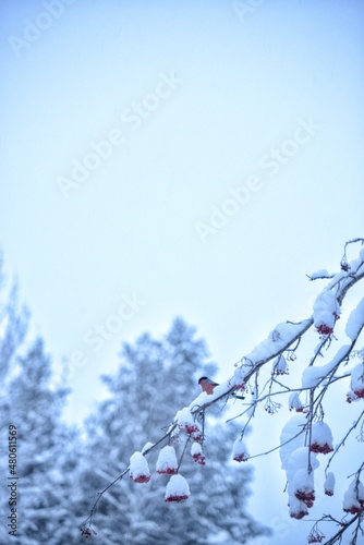 bullfinch