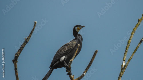 Black Cormorant © Piotr