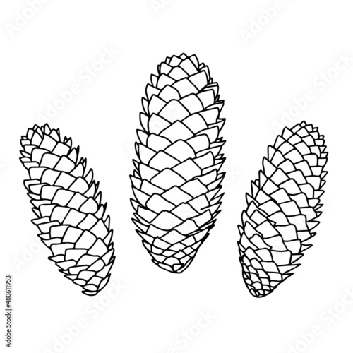 Contour drawing of pine cones isolated on a white background. Doodle style.