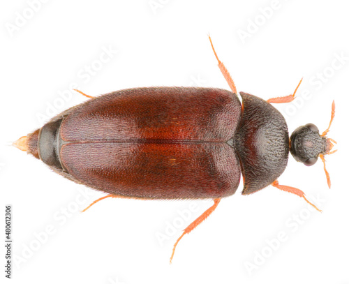 Attagenus smirnovi, the brown carpet beetle, is a beetle from the family Dermestidae. Dorsal view of isolated skin beetle on white background.
