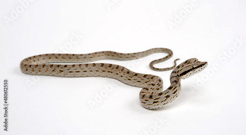 Asiatische Zügelnatter // Rein Snake, Khasi Hills Trinket snake (Gonyosoma frenatus)