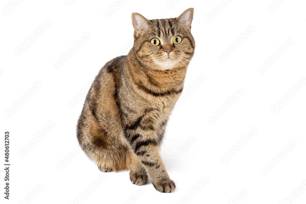 Cute striped cat of the Scottish Straight breed isolated on a white background.