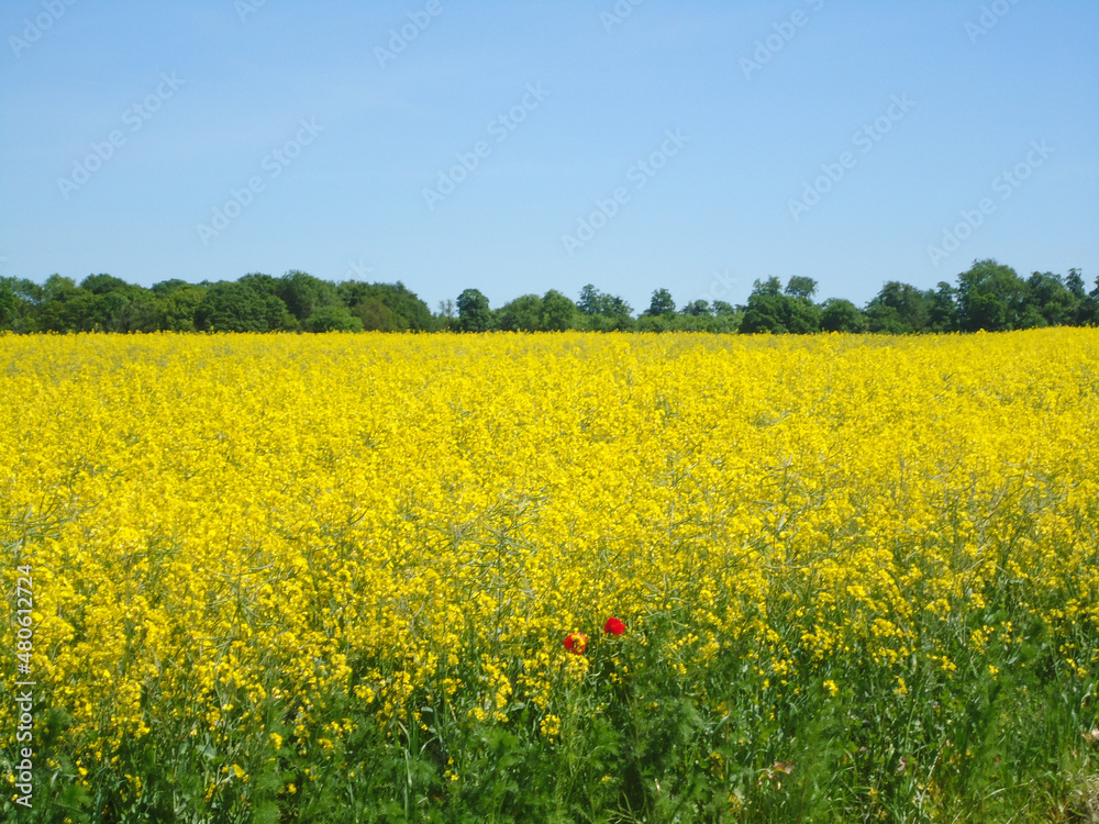 field of yellow flowers