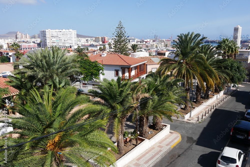 Palmen in Las Palmas de Gran Canaria