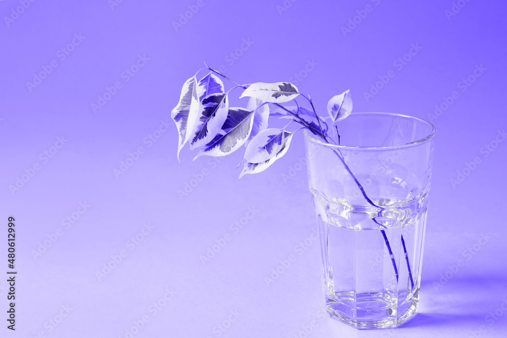 The stalk of Benjamin's variegate ficus for rooting in a glass on a purple background very peri tinting. Vegetative reproduction of indoor plants The stalk of Benjamin's variegate ficus for rooting in a glass on a purple background very peri tinting. Vegetative reproduction of indoor plants