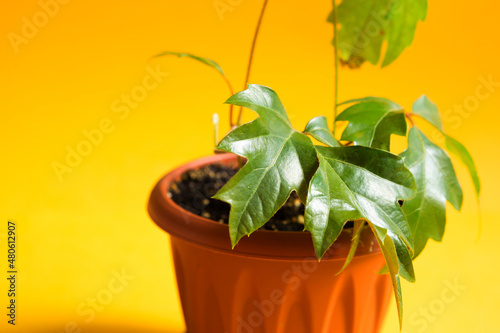 Home plant Rhoicissus in a pot. Green house, plant care, vine of the grape variety photo