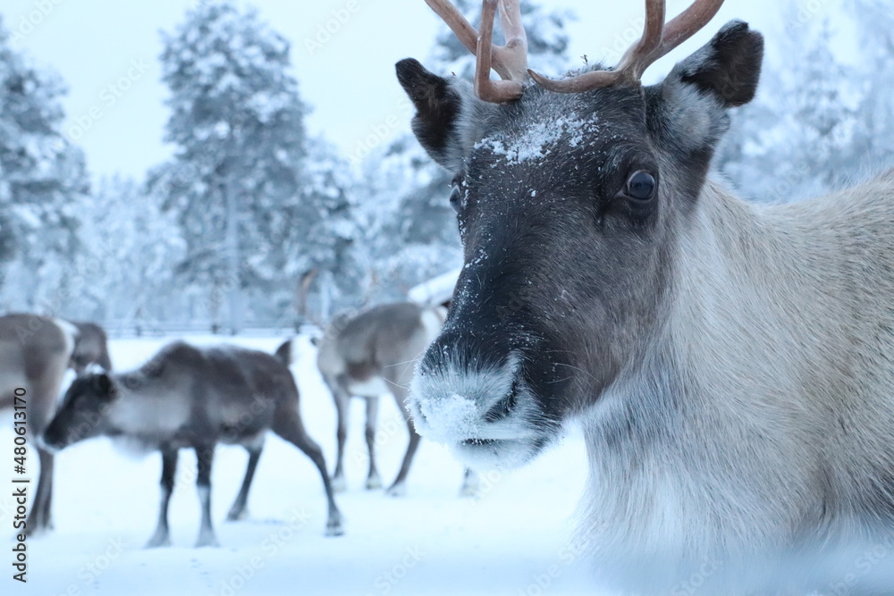 Reindeer sled trip with Santa Claus in lapland Reindeer sled trip with Santa Claus in lapland