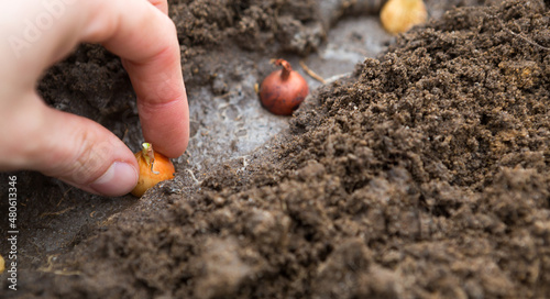 The hand plants the bulbs in the ground in the garden.Springtime, garden plants, working on a plot of land, landscaping, gardening, growing flowers, fruit crops. Copy space