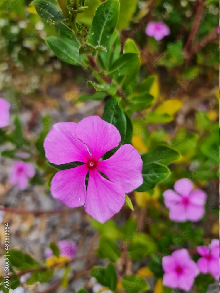 flor violeta rosa