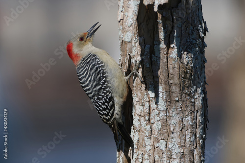 Red-bellied Woodpecker with mouth open