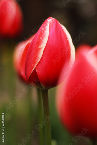 red tulip closeup