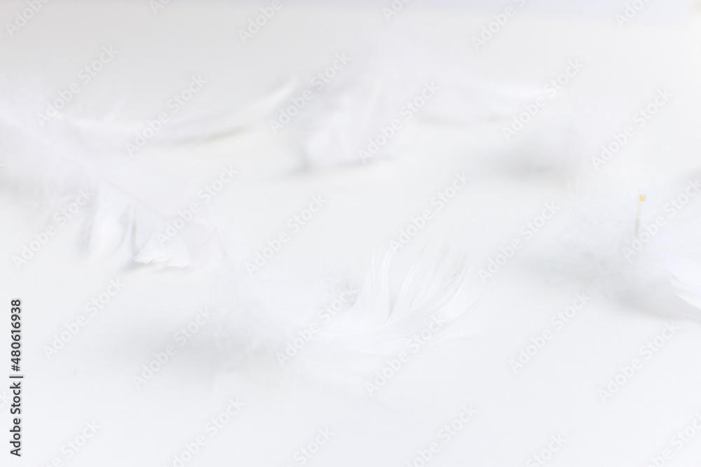 close up of white feathers close up of white feathers