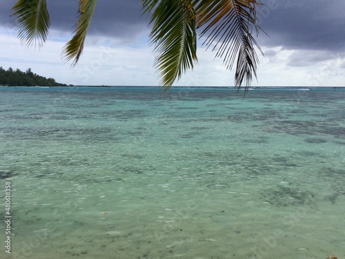 beach with palm trees