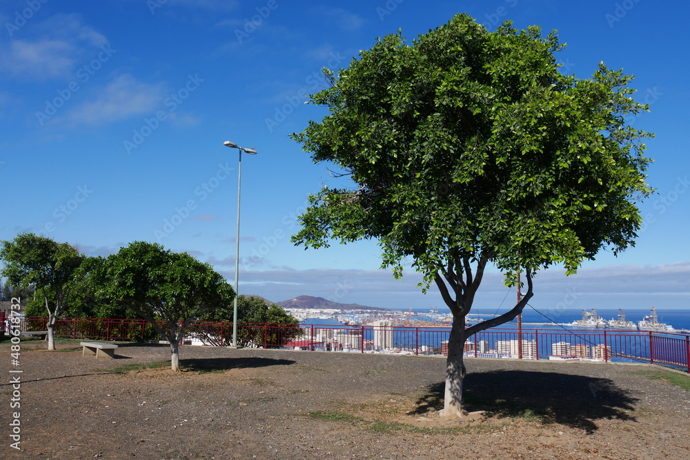 Park in Las Palmas de Gran Canaria mit Blick auf die Stadt