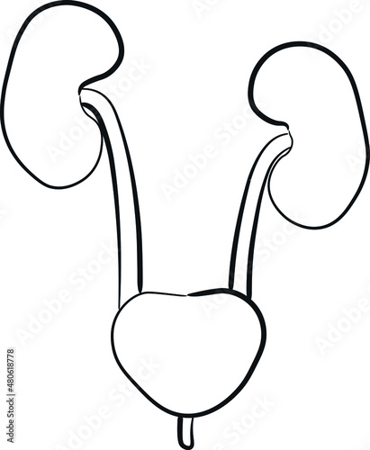 illustration of the renal system