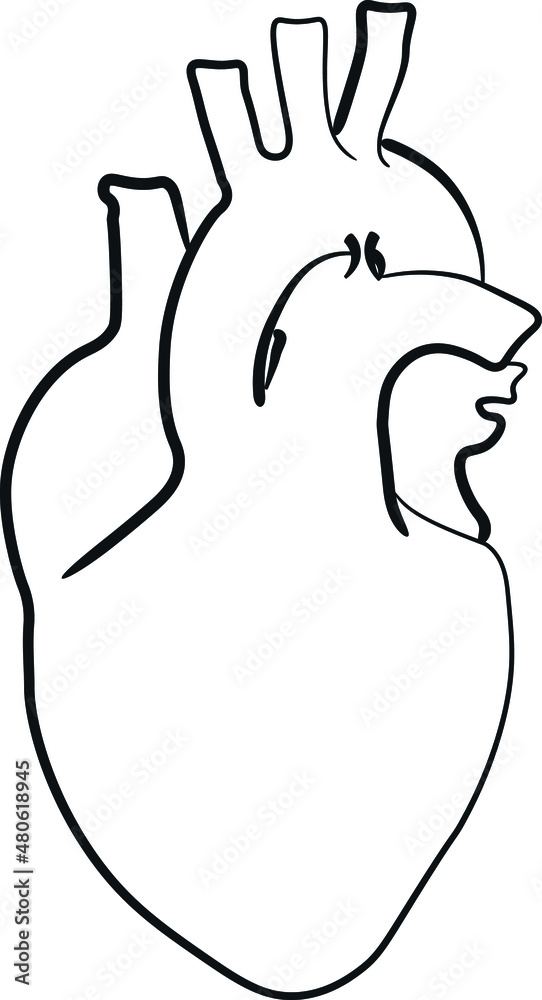 illustration of a human heart, vector illustration of a human heart, vector