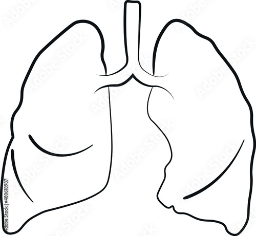 lungs vector outline illustration sketch