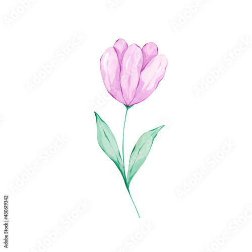 Watercolor tulip flower. Hand drawn spring floral illustration. Hello spring flower. Colorful design element.