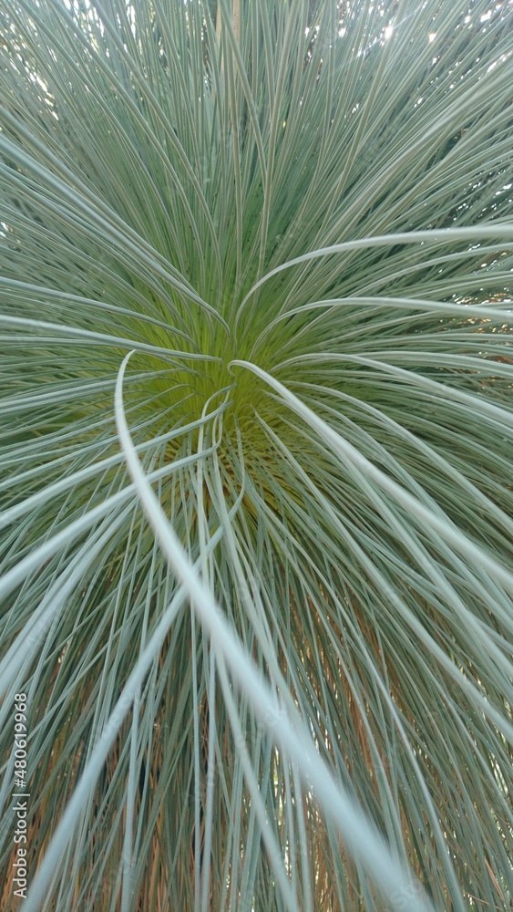 Obraz premium Pflanze 3