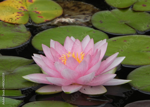 Pinkish flower of American White Water Lily