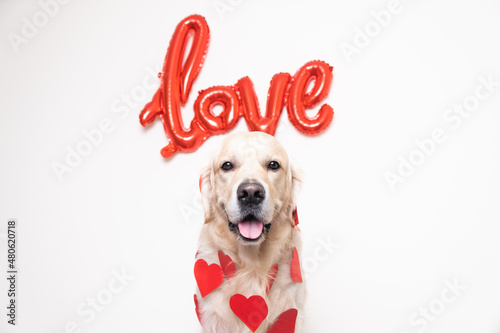 Portrait of a dog on a white background with a red love balloon and hearts. Golden retriever for valentine's day, wedding, and birthday. Postcard with a pet.