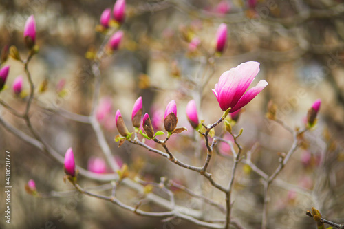 Pink magnolia tree blossoms on a spring day © Ekaterina Pokrovsky