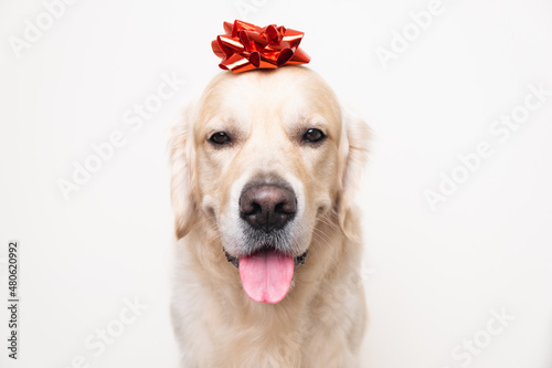 Fototapeta Naklejka Na Ścianę i Meble -  A dog with a red gift bow on his head. Golden Retriever for Valentine's Day, Christmas, wedding or birthday. Postcard with a pet.