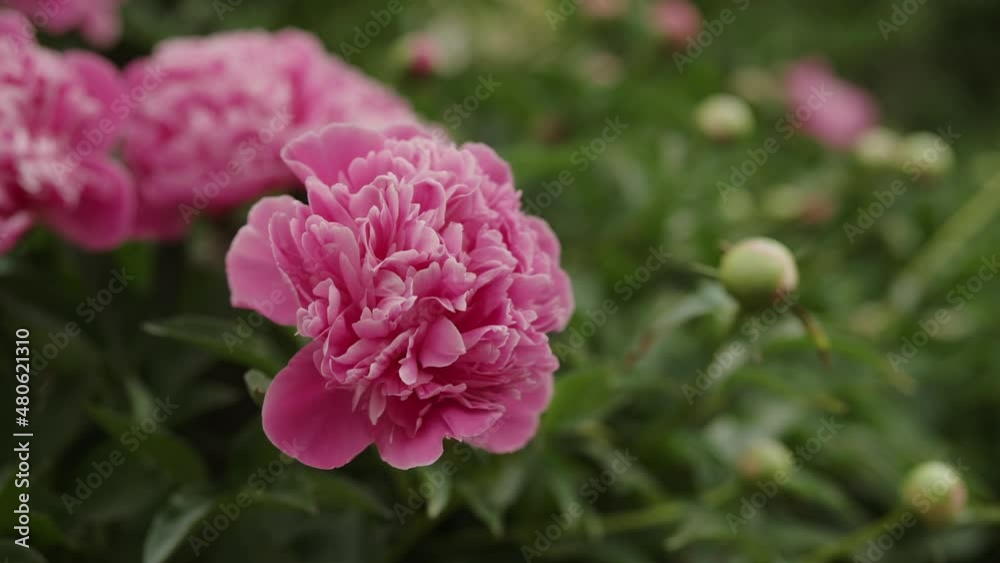 Slow motion bright pink peony flower closeup