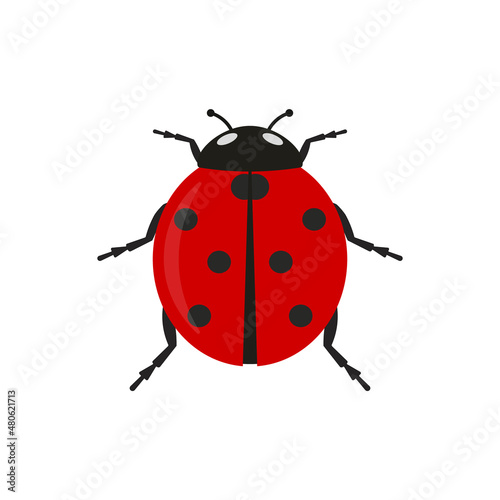 Ladybug icon. Vector illustration. Flat design. © Lidiia Koval